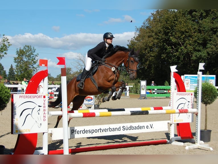 Holsteiner Stute 7 Jahre 165 cm Brauner in Lörrach
