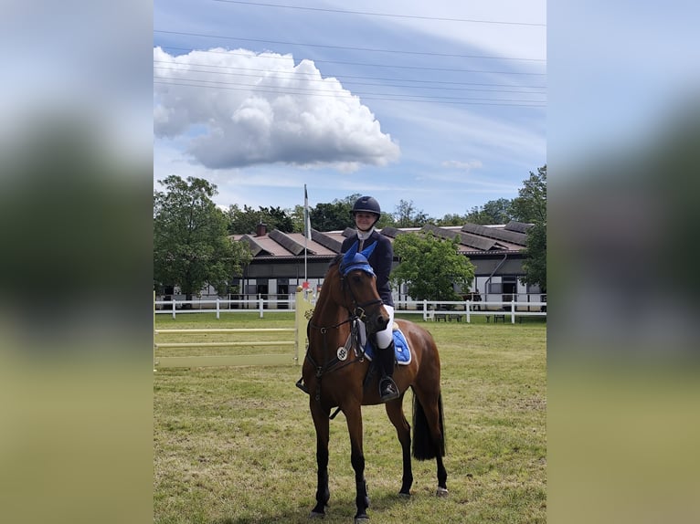 Holsteiner Stute 7 Jahre 165 cm Brauner in Lörrach