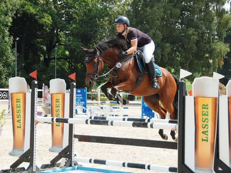 Holsteiner Stute 7 Jahre 165 cm Brauner in Lörrach