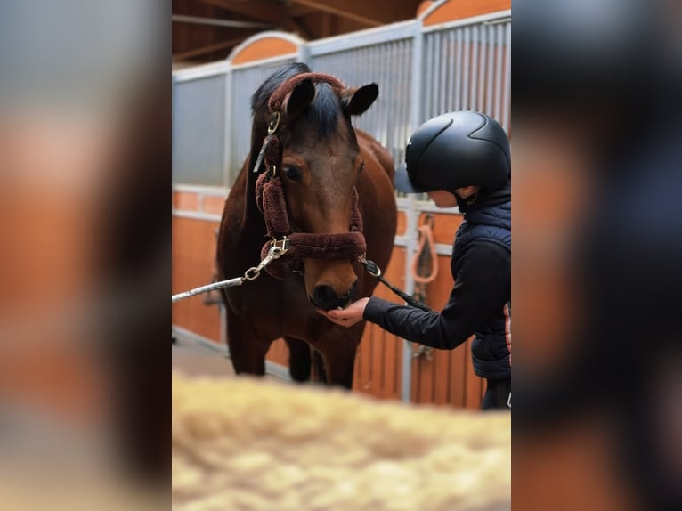 Holsteiner Stute 7 Jahre 165 cm Brauner in Schladming