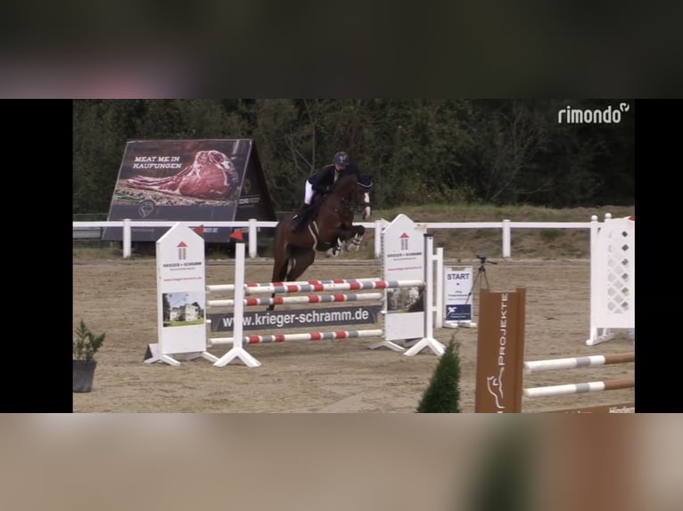 Holsteiner Stute 7 Jahre 165 cm Brauner in Gudensberg