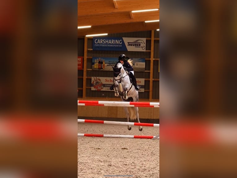 Holsteiner Stute 7 Jahre 165 cm Dunkelbrauner in Stoltenberg