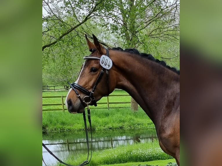 Holsteiner Stute 7 Jahre 165 cm Dunkelbrauner in Stoltenberg