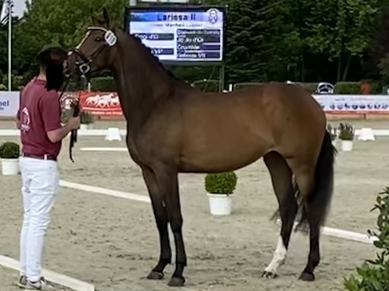 Holsteiner Stute 7 Jahre 165 cm Dunkelbrauner in Stoltenberg
