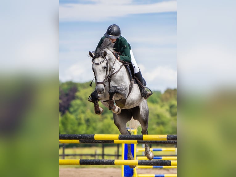 Holsteiner Stute 7 Jahre 165 cm Schimmel in Frederikssund
