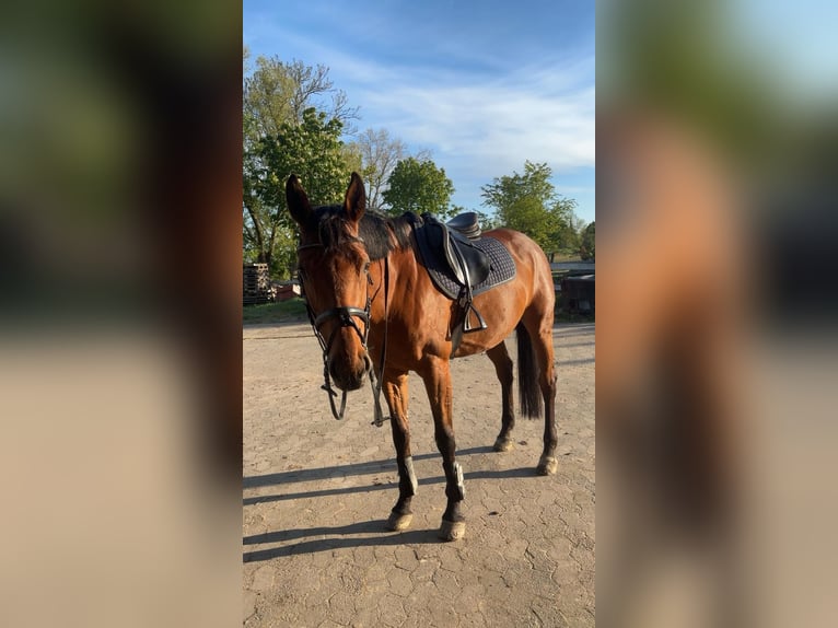 Holsteiner Stute 7 Jahre 166 cm Brauner in B&#xFC;lkau