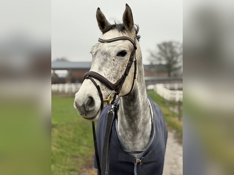 Holsteiner Stute 7 Jahre 166 cm Schimmel in Strande