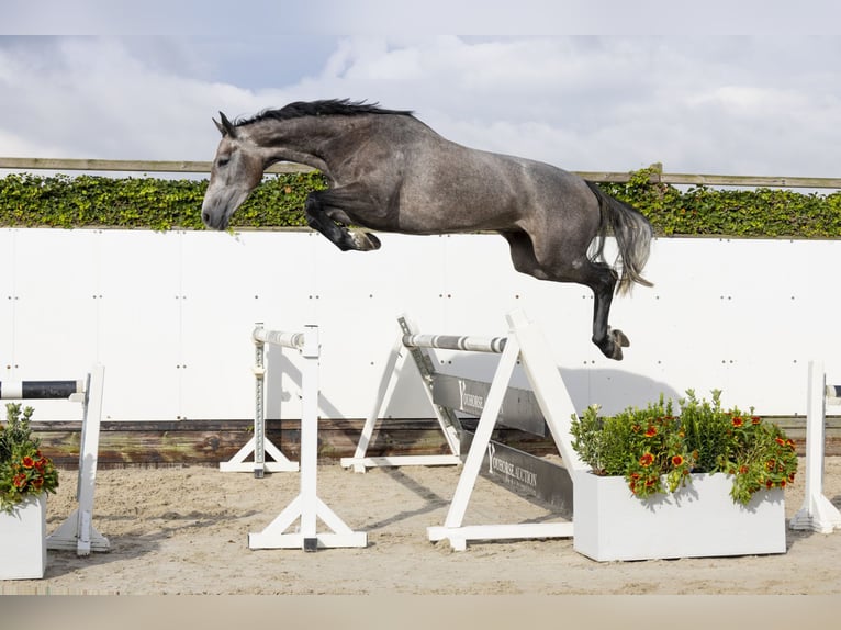 Holsteiner Stute 7 Jahre 167 cm Apfelschimmel in München