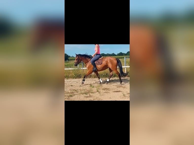 Holsteiner Stute 7 Jahre 167 cm Brauner in Jevenstedt