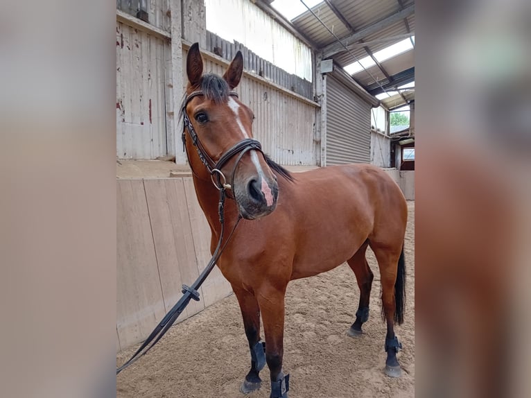 Holsteiner Stute 7 Jahre 167 cm Brauner in Jevenstedt
