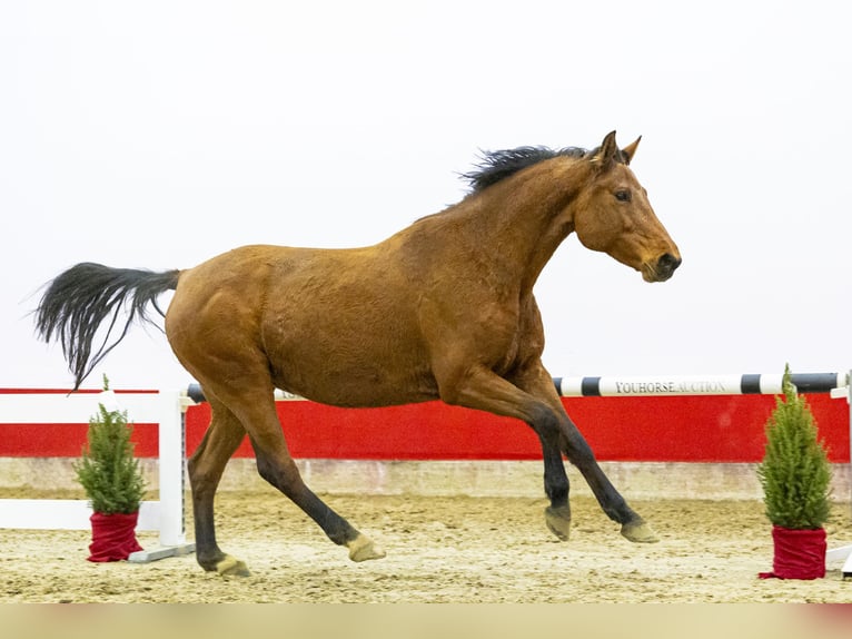 Holsteiner Stute 7 Jahre 167 cm Brauner in Waddinxveen