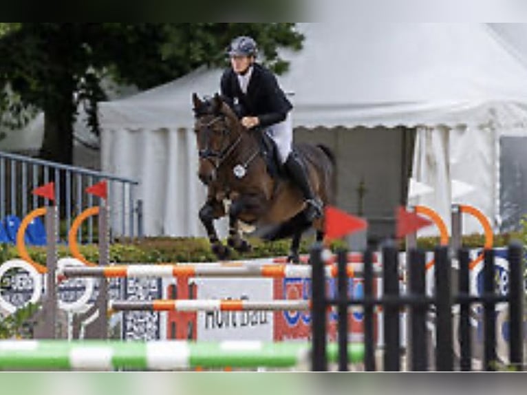 Holsteiner Stute 7 Jahre 167 cm Dunkelbrauner in Börm
