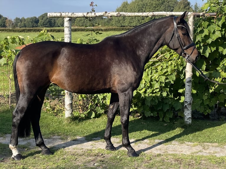 Holsteiner Stute 7 Jahre 167 cm Dunkelbrauner in Börm