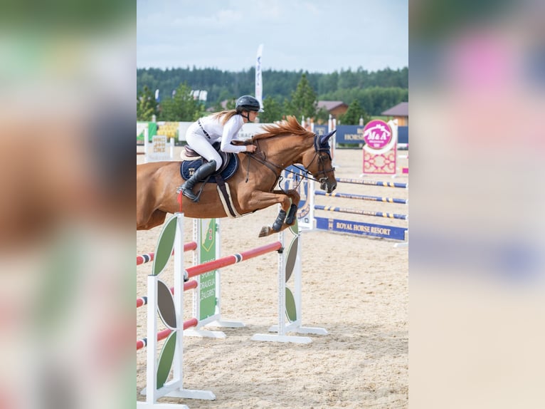 Holsteiner Stute 7 Jahre 167 cm Fuchs in Balkasodis, Alytus region