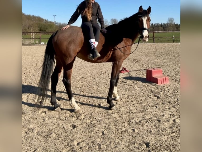 Holsteiner Stute 7 Jahre 168 cm Brauner in Schlesen