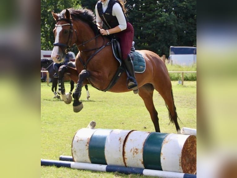 Holsteiner Stute 7 Jahre 168 cm Brauner in Schlesen