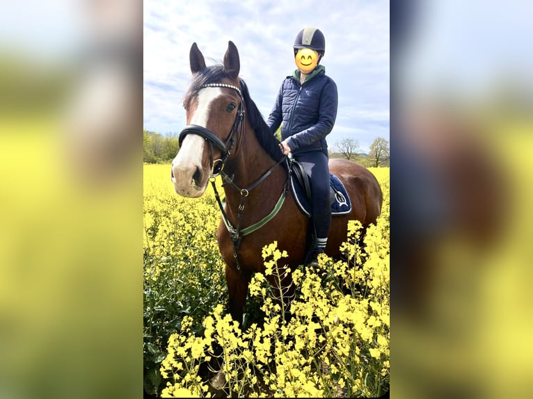 Holsteiner Stute 7 Jahre 168 cm Brauner in Schlesen