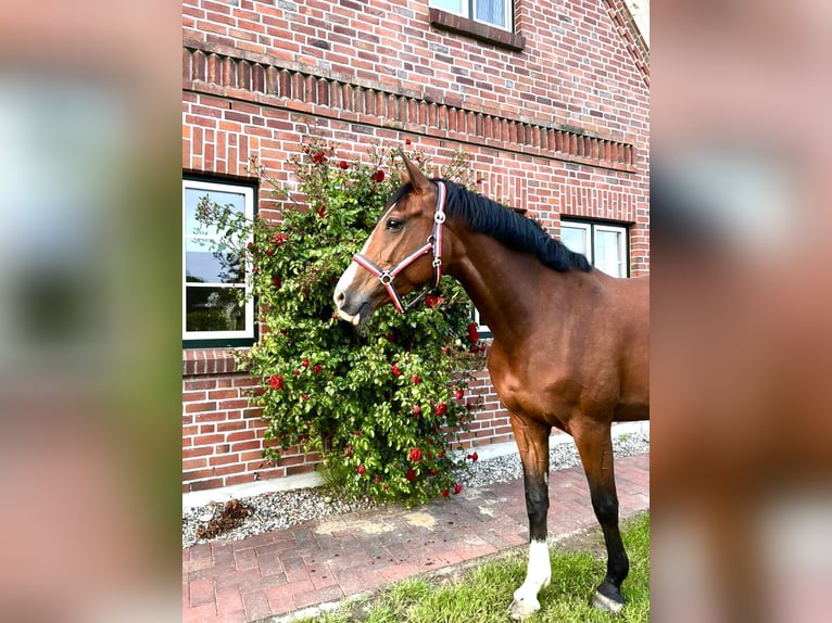 Holsteiner Stute 7 Jahre 168 cm Brauner in Schlesen