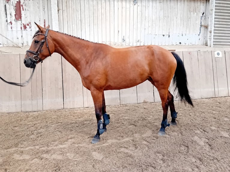 Holsteiner Stute 7 Jahre 168 cm Brauner in Jevenstedt
