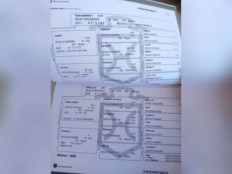 Holsteiner Stute 7 Jahre 168 cm Brauner in Jevenstedt