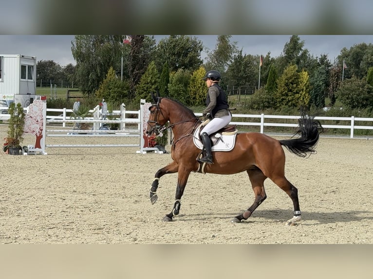 Holsteiner Stute 7 Jahre 168 cm Brauner in Lutzhorn