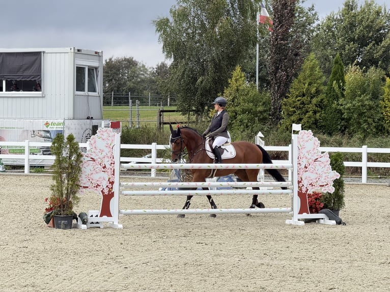 Holsteiner Stute 7 Jahre 168 cm Brauner in Lutzhorn