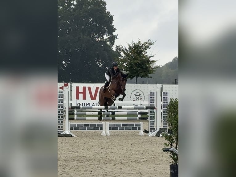 Holsteiner Stute 7 Jahre 168 cm Brauner in Lutzhorn