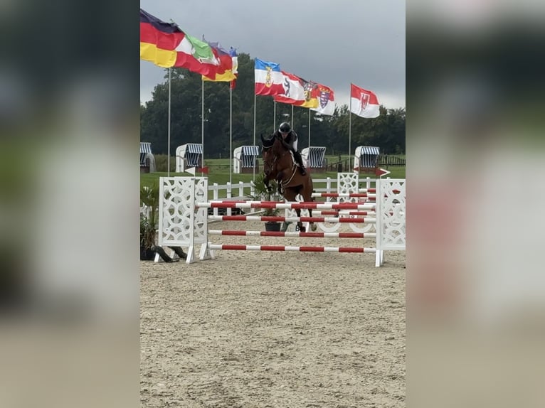 Holsteiner Stute 7 Jahre 168 cm Brauner in Lutzhorn