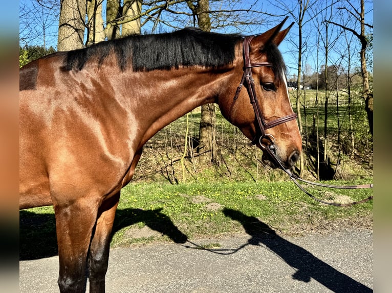 Holsteiner Stute 7 Jahre 168 cm Brauner in Oersdorf