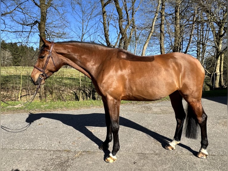 Holsteiner Stute 7 Jahre 168 cm Brauner in Oersdorf