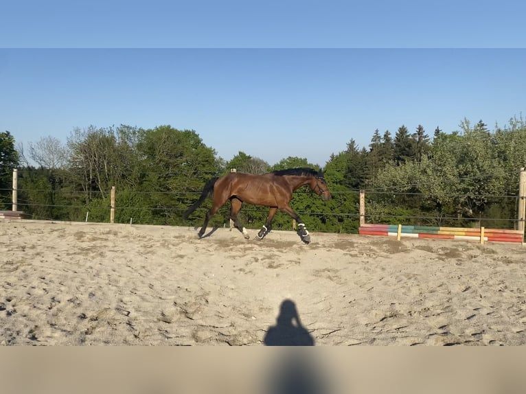 Holsteiner Stute 7 Jahre 168 cm Brauner in Irschenberg
