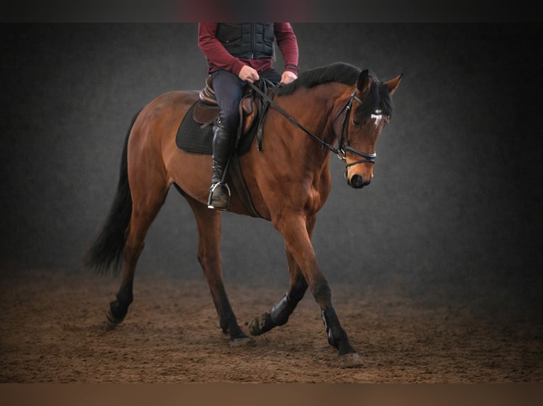 Holsteiner Stute 7 Jahre 168 cm Brauner in Kollmoor