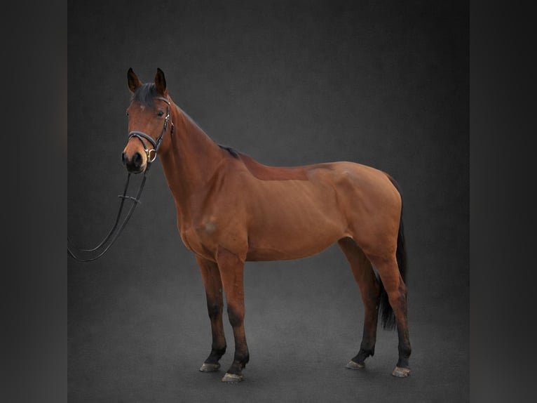 Holsteiner Stute 7 Jahre 168 cm Brauner in Kollmoor