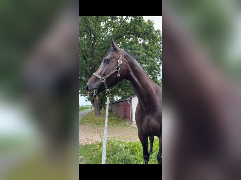 Holsteiner Stute 7 Jahre 168 cm Dunkelbrauner in Suhlendorf