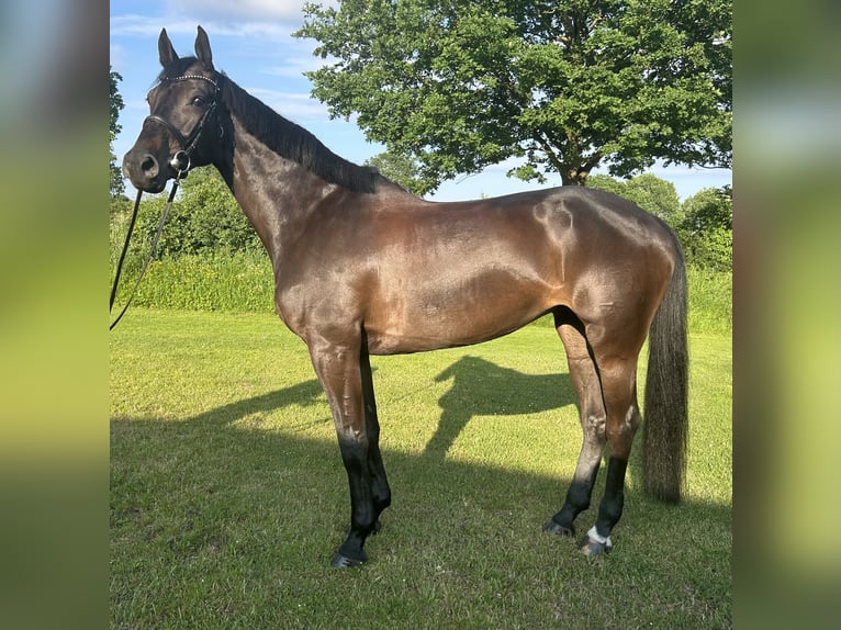 Holsteiner Stute 7 Jahre 168 cm Schwarzbrauner in Bargenstedt