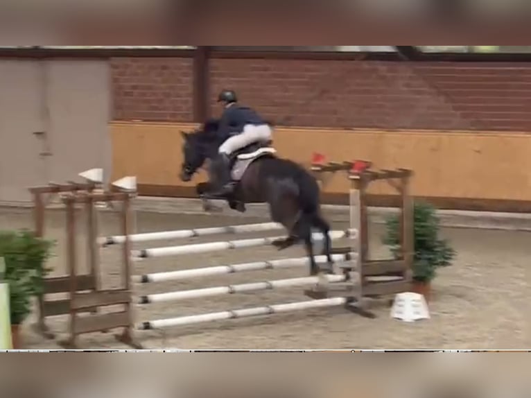 Holsteiner Stute 7 Jahre 168 cm Schwarzbrauner in Bargenstedt
