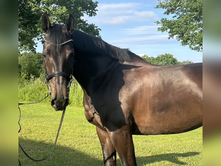 Holsteiner Stute 7 Jahre 168 cm Schwarzbrauner in Bargenstedt