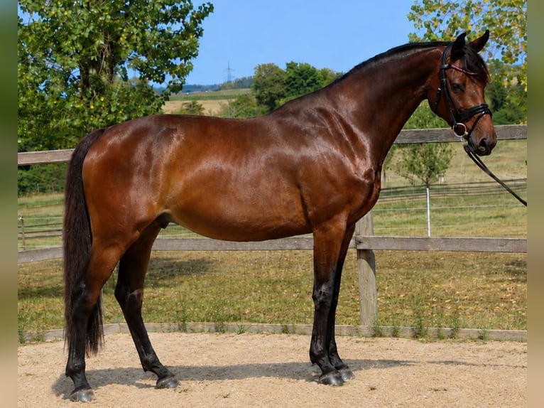Holsteiner Stute 7 Jahre 168 cm Schwarzbrauner in Bad Dürrheim