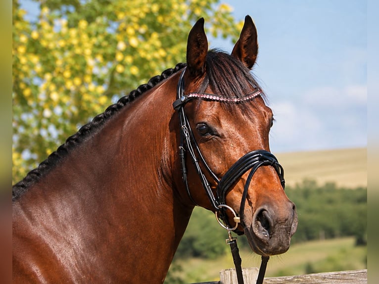 Holsteiner Stute 7 Jahre 168 cm Schwarzbrauner in Bad Dürrheim