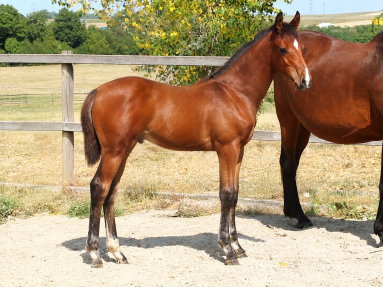Holsteiner Stute 7 Jahre 168 cm Schwarzbrauner in Bad Dürrheim