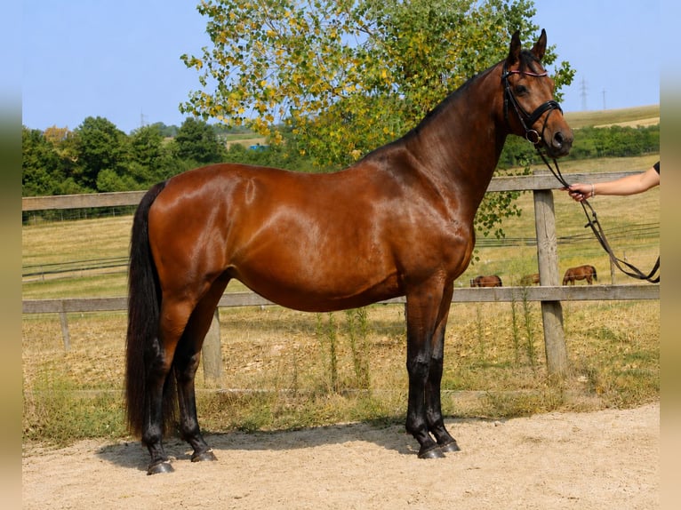 Holsteiner Stute 7 Jahre 168 cm Schwarzbrauner in Bad Dürrheim