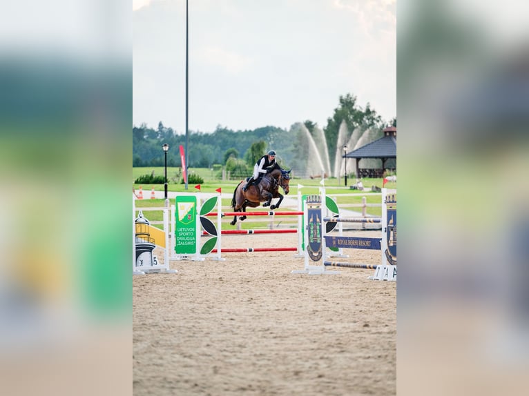 Holsteiner Stute 7 Jahre 169 cm Brauner in Balkasodis