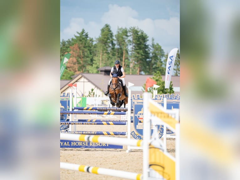 Holsteiner Stute 7 Jahre 169 cm Brauner in Balkasodis