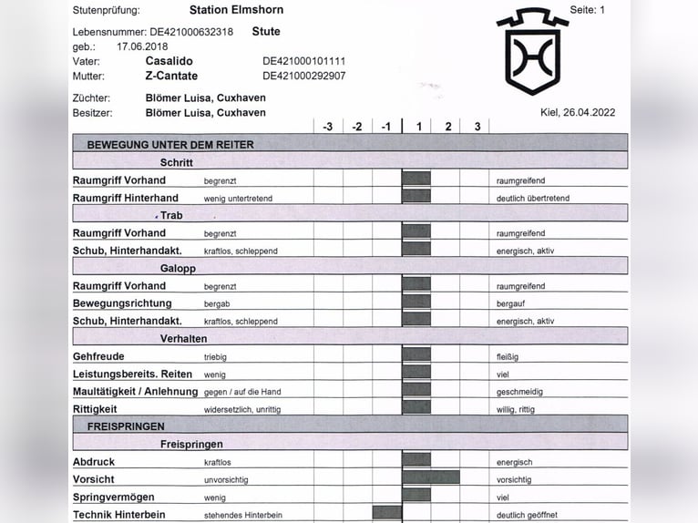 Holsteiner Stute 7 Jahre 169 cm Brauner in Weyhe