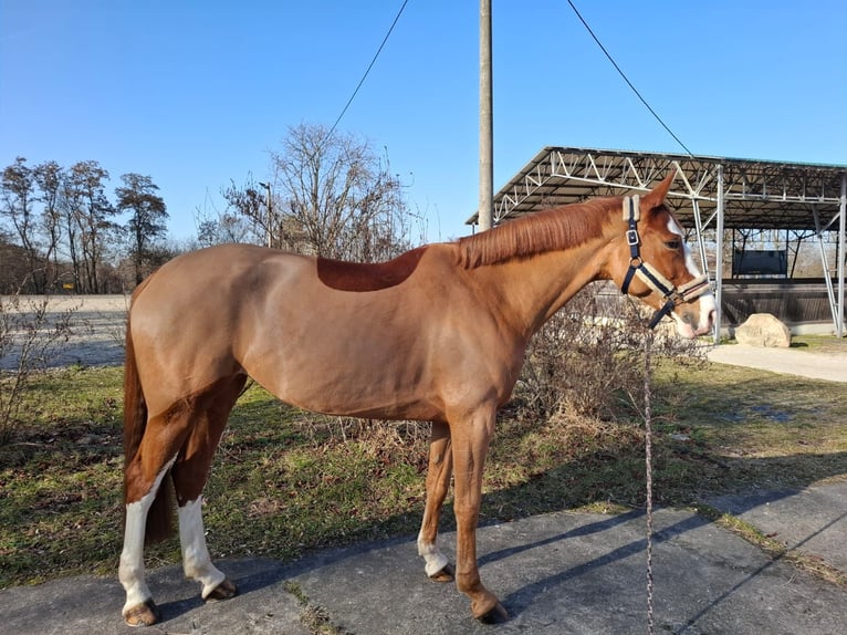 Holsteiner Stute 7 Jahre 169 cm Fuchs in Großenhain