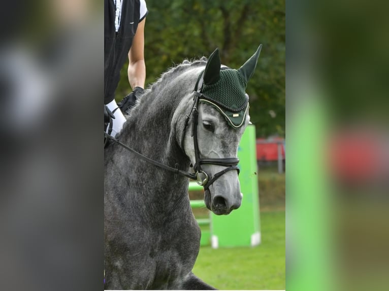 Holsteiner Stute 7 Jahre 169 cm Schimmel in Wittingen