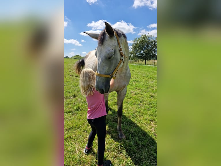 Holsteiner Stute 7 Jahre 170 cm Apfelschimmel in Ottweiler