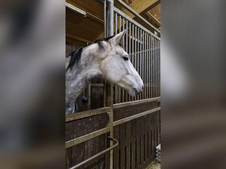 Holsteiner Stute 7 Jahre 170 cm Apfelschimmel in Ottweiler