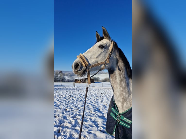 Holsteiner Stute 7 Jahre 170 cm Apfelschimmel in Ottweiler