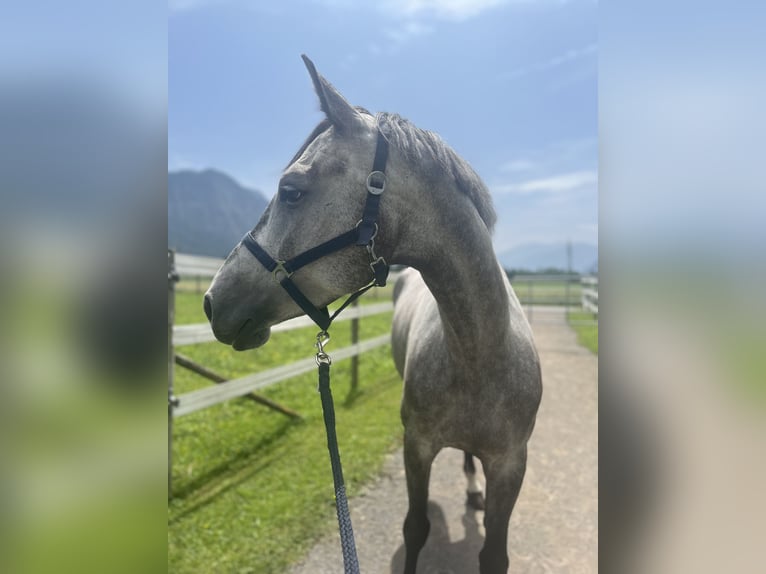 Holsteiner Stute 7 Jahre 170 cm Apfelschimmel in Chur